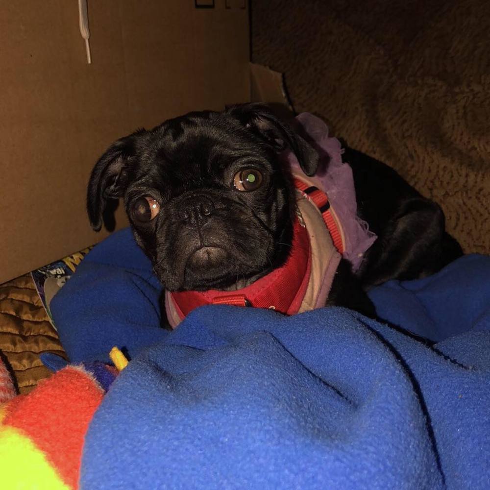 Meet your Posher, Reignah